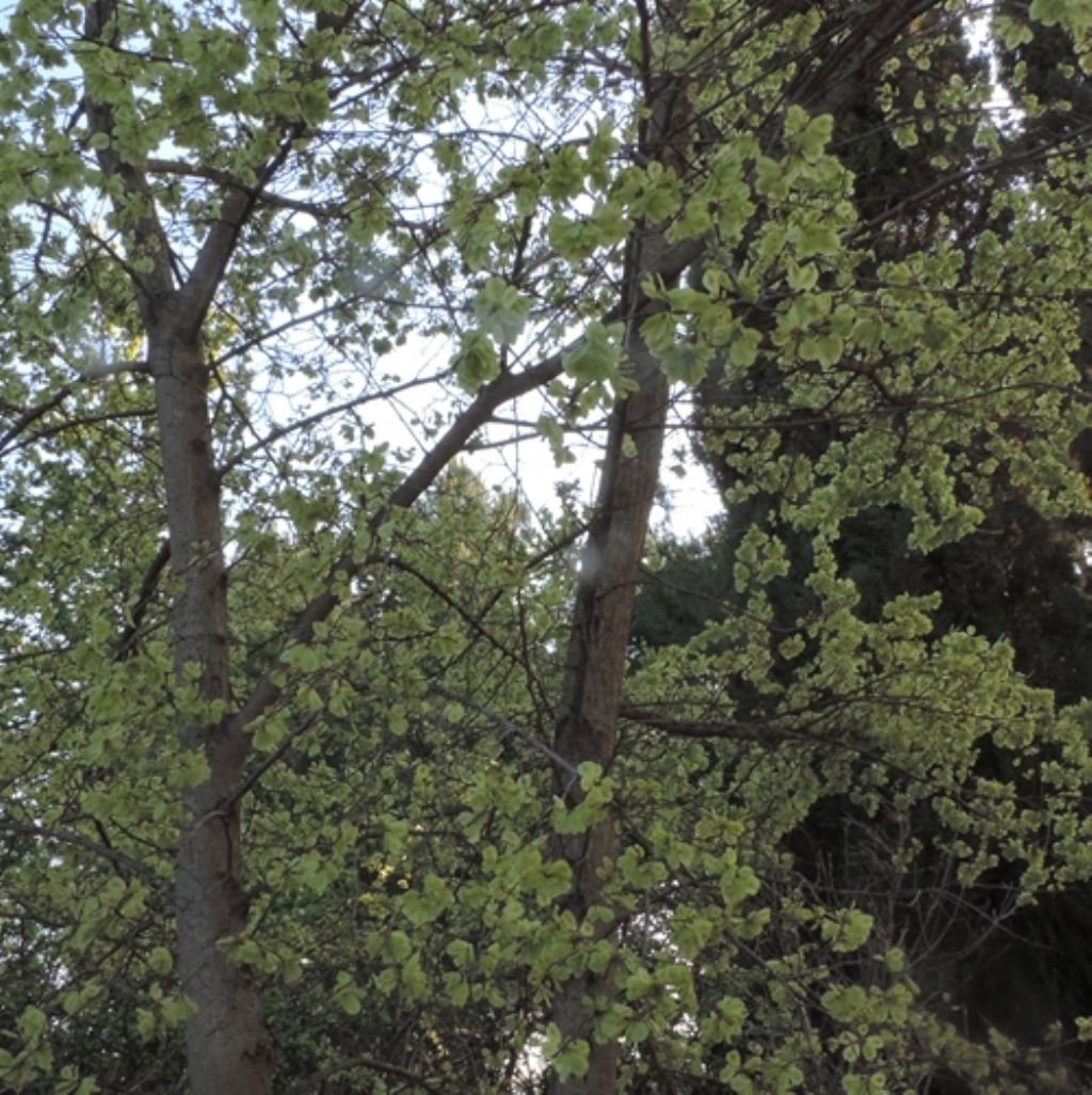 Albero da id.: Ulmus sp.